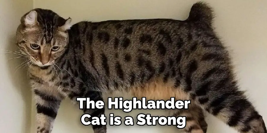 The Highlander Cat is a Strong