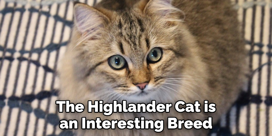 The Highlander Cat is an Interesting Breed