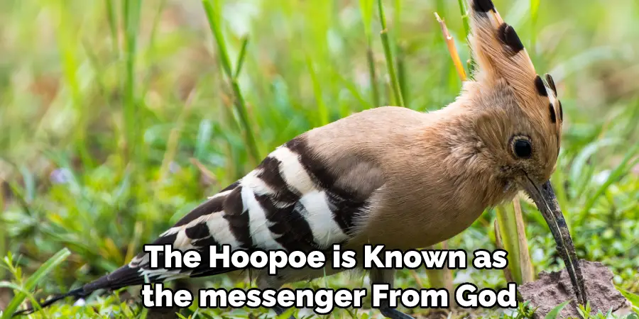 The Hoopoe is Known as the “messenger From God