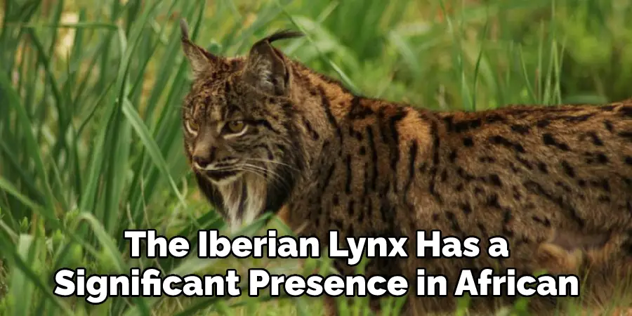The Iberian Lynx Has a Significant Presence in African