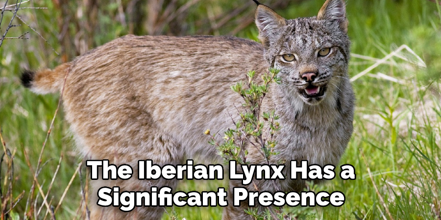 The Iberian Lynx Has a
Significant Presence
