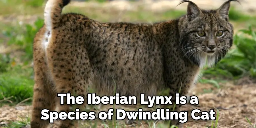 The Iberian Lynx is a
Species of Dwindling Cat
