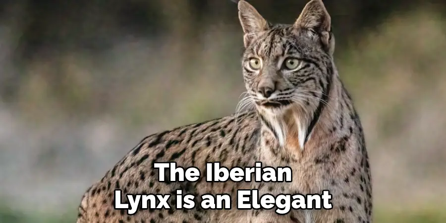 The Iberian Lynx is an Elegant