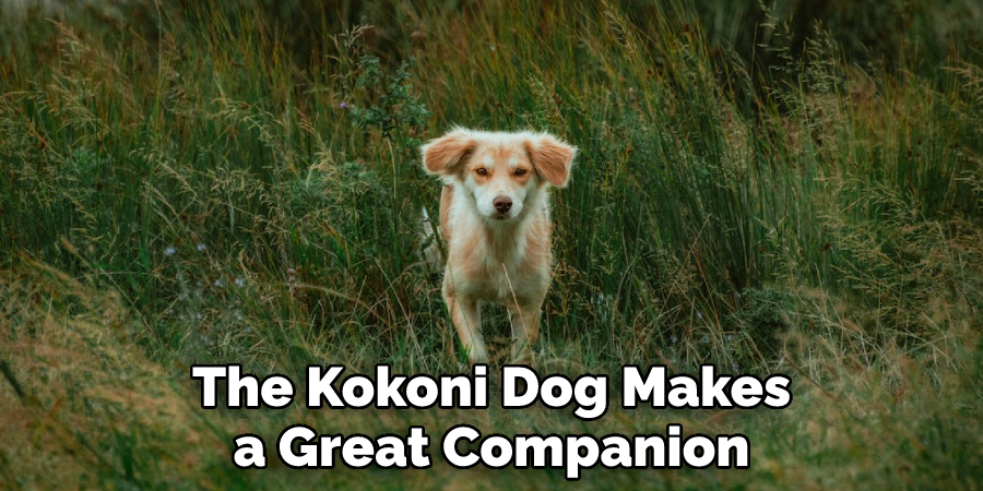 The Kokoni Dog Makes a Great Companion