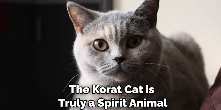 The Korat Cat is Truly a Spirit Animal