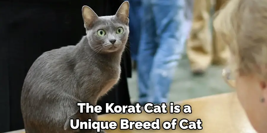 The Korat Cat is a Unique Breed of Cat