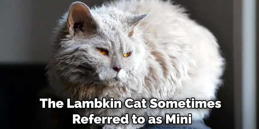 The Lambkin Cat Sometimes Referred to as Mini