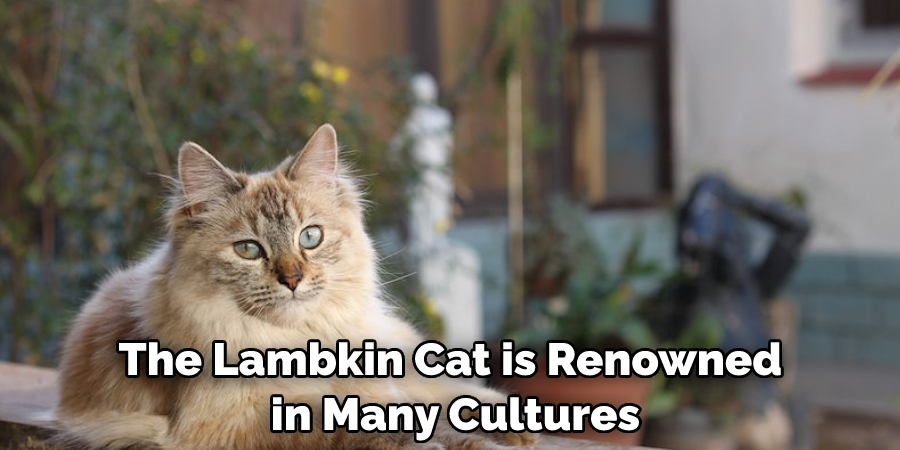 The Lambkin Cat is Renowned in Many Cultures