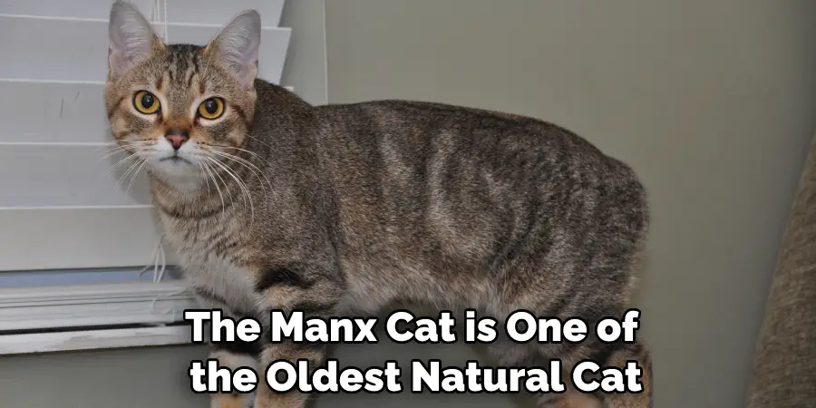 The Manx Cat is One of the Oldest Natural Cat