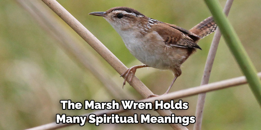 The Marsh Wren Holds Many Spiritual Meanings
