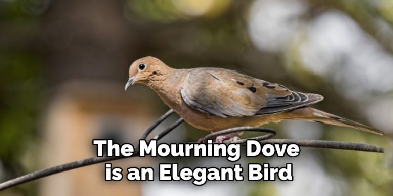 Mourning Dove Spiritual Meaning, Symbolism And Totem | Explained