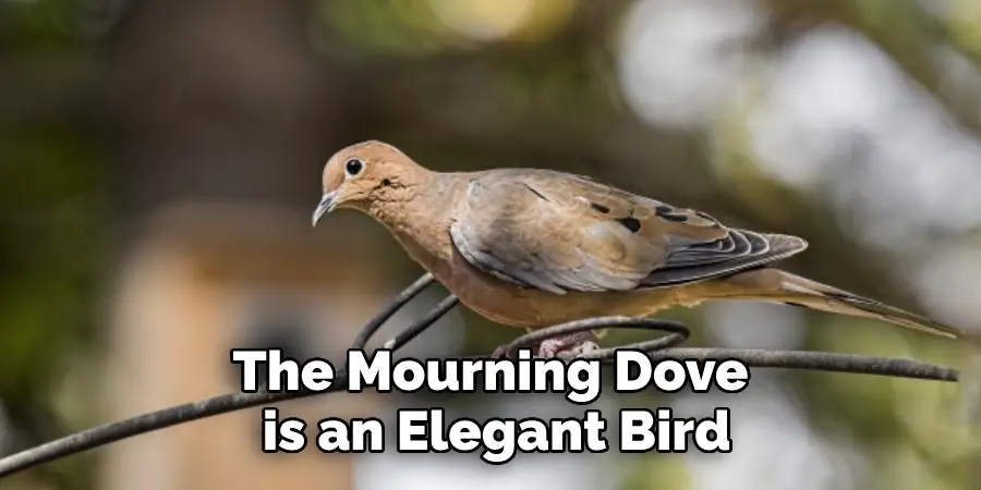 The Mourning Dove is an Elegant Bird
