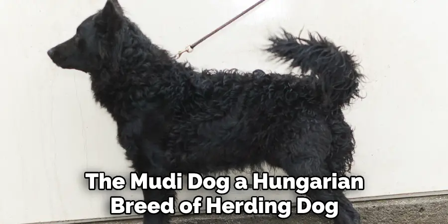The Mudi Dog a Hungarian
Breed of Herding Dog