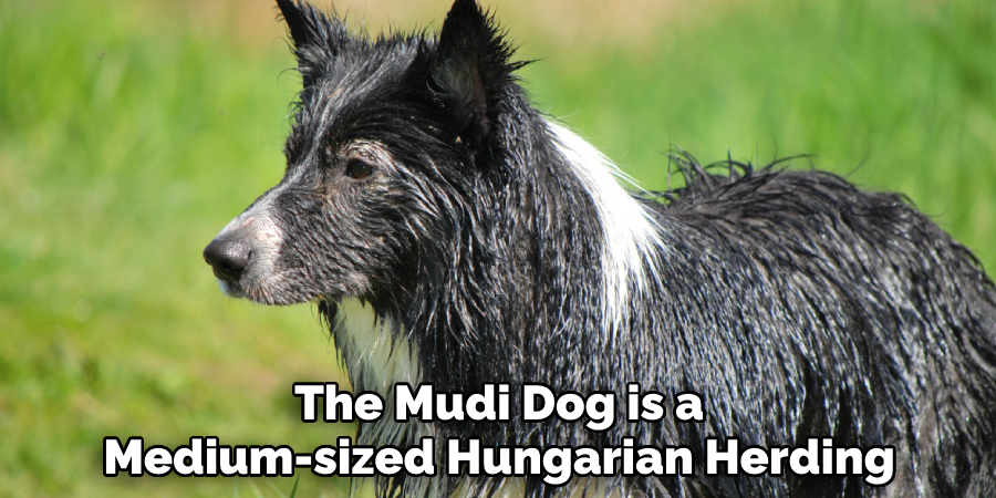 The Mudi Dog is a
Medium-sized Hungarian Herding