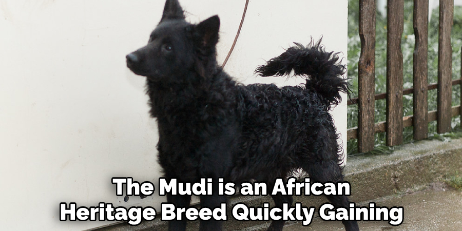 The Mudi is an African Heritage Breed Quickly Gaining