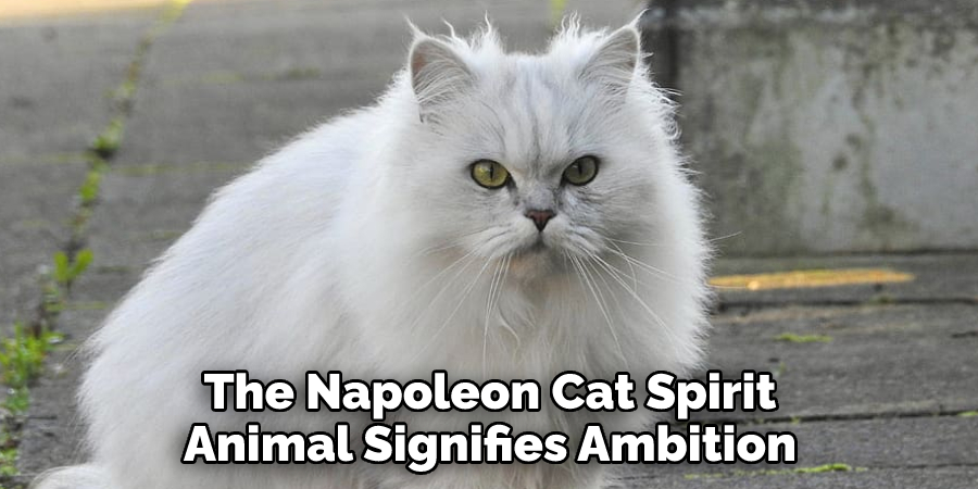 The Napoleon Cat Spirit Animal Signifies Ambition