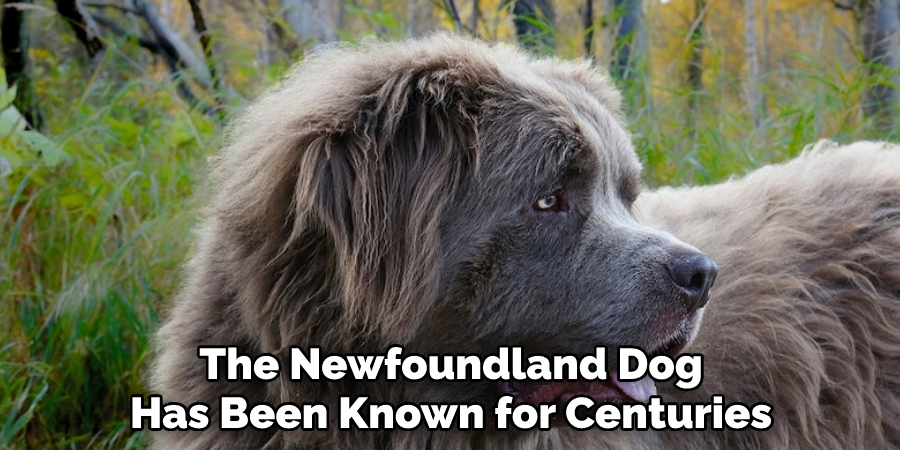 The Newfoundland Dog Has Been Known for Centuries