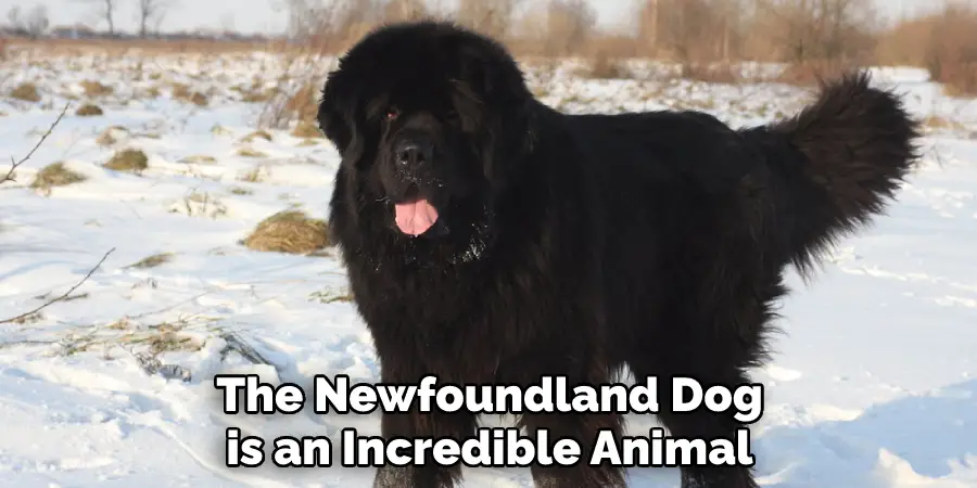 The Newfoundland Dog
is an Incredible Animal