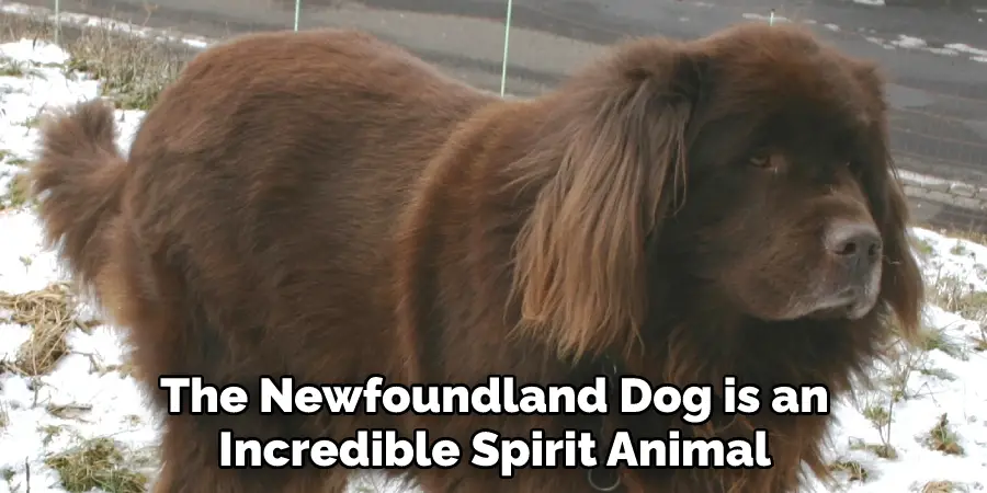 The Newfoundland Dog is an Incredible Spirit Animal