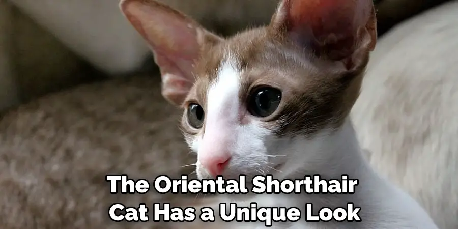 The Oriental Shorthair Cat Has a Unique Look