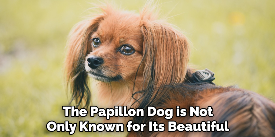 The Papillon Dog is Not Only Known for Its Beautiful
