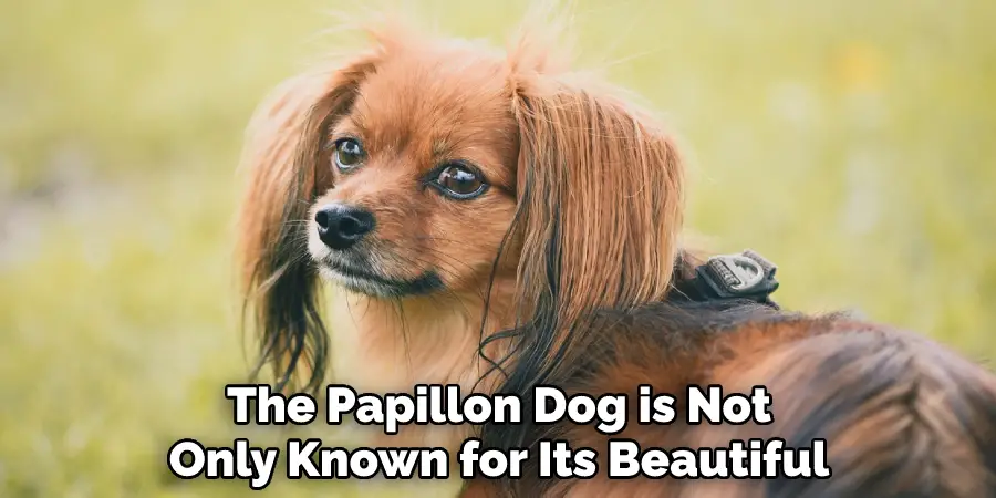 The Papillon Dog is Not Only Known for Its Beautiful