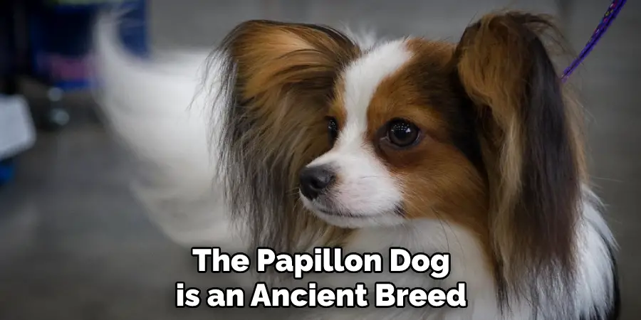 The Papillon Dog
is an Ancient Breed