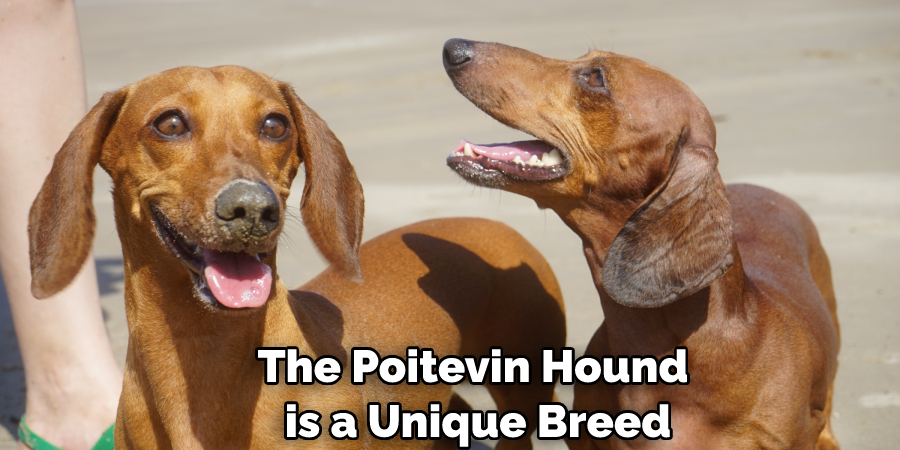 The Poitevin Hound is a Unique Breed