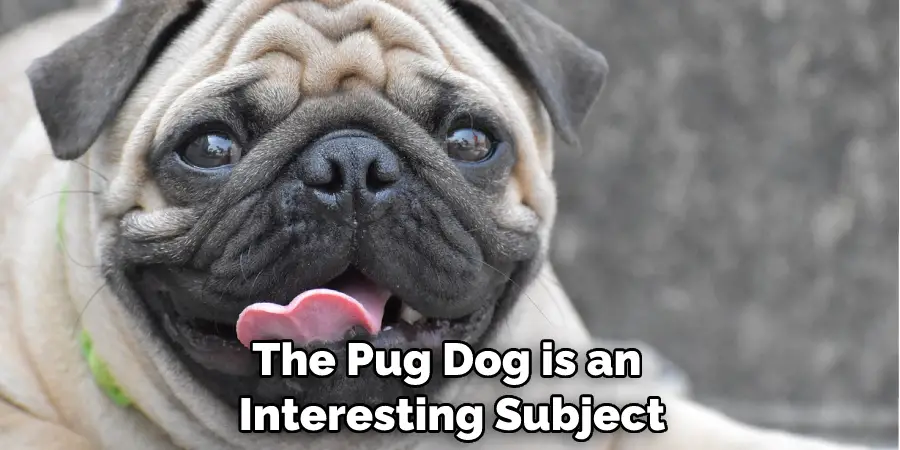 The Pug Dog is an Interesting Subject