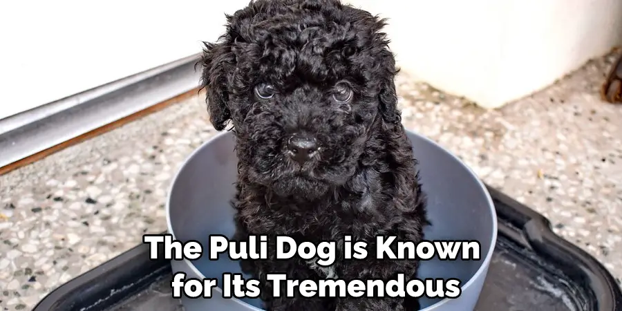 The Puli Dog is Known for Its Tremendous