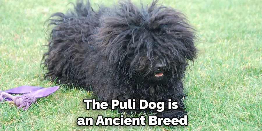 The Puli Dog is an Ancient Breed