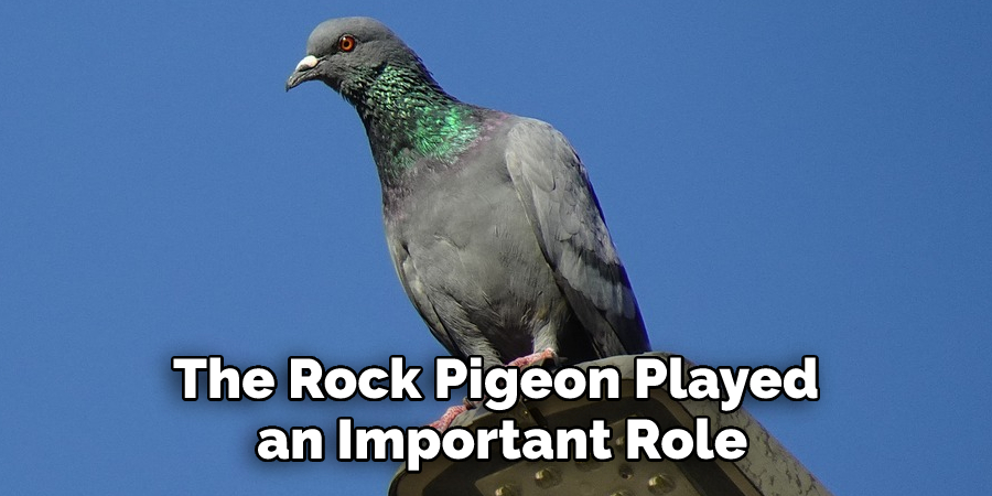 The Rock Pigeon Played an Important Role
