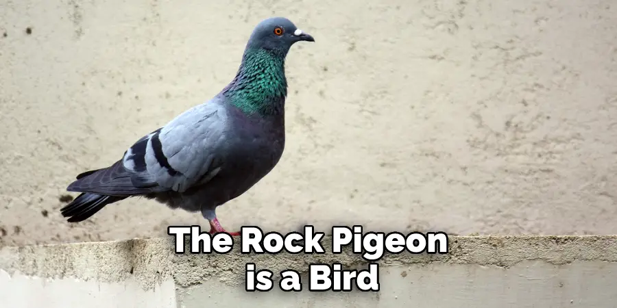 The Rock Pigeon is a Bird