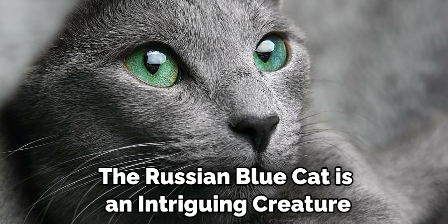 The Russian Blue Cat is an Intriguing Creature