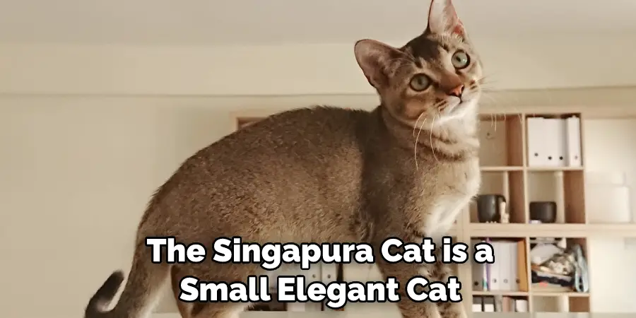 The Singapura Cat is a Small Elegant Cat 