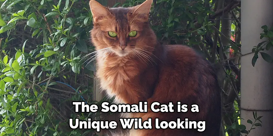 The Somali Cat is a Unique Wild looking