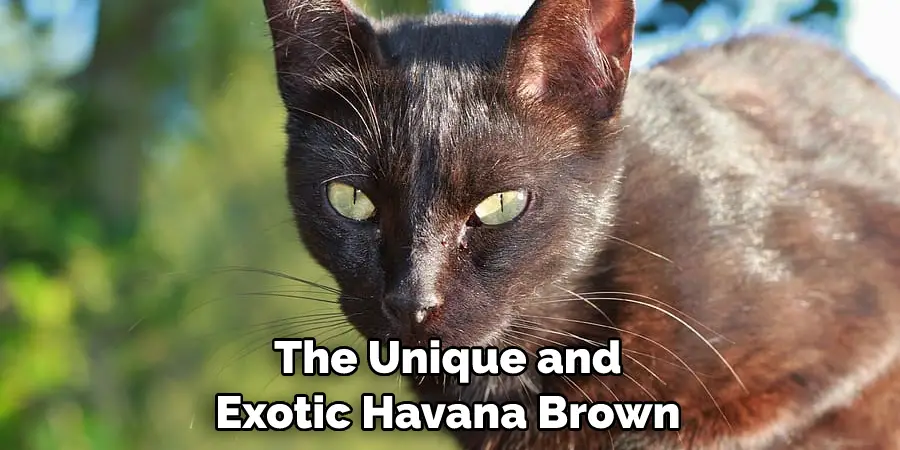 The Unique and Exotic Havana Brown 