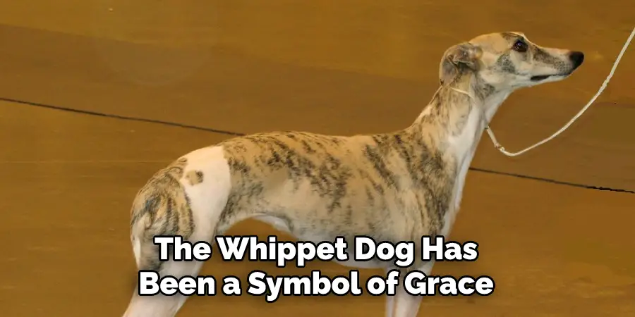 The Whippet Dog Has
Been a Symbol of Grace