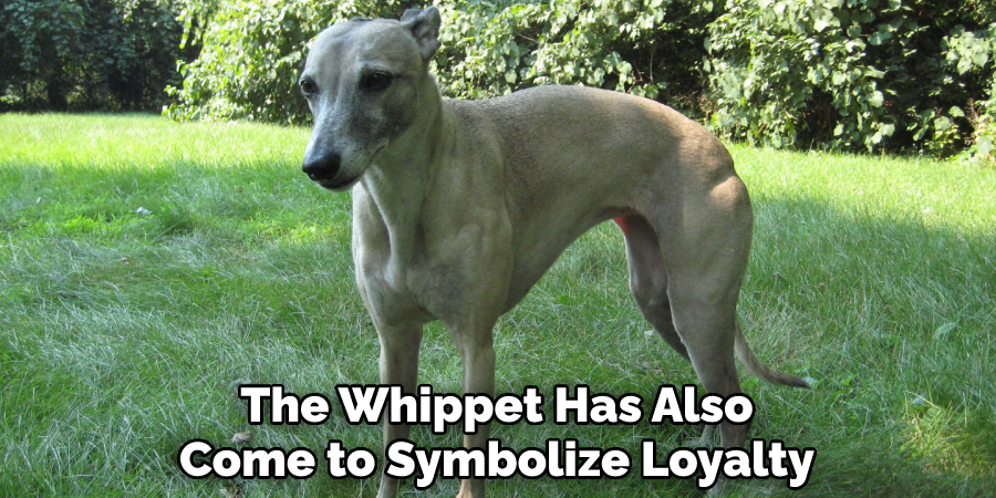The Whippet Has Also Come to Symbolize Loyalty