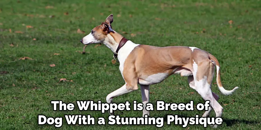The Whippet is a Breed of Dog With a Stunning Physique