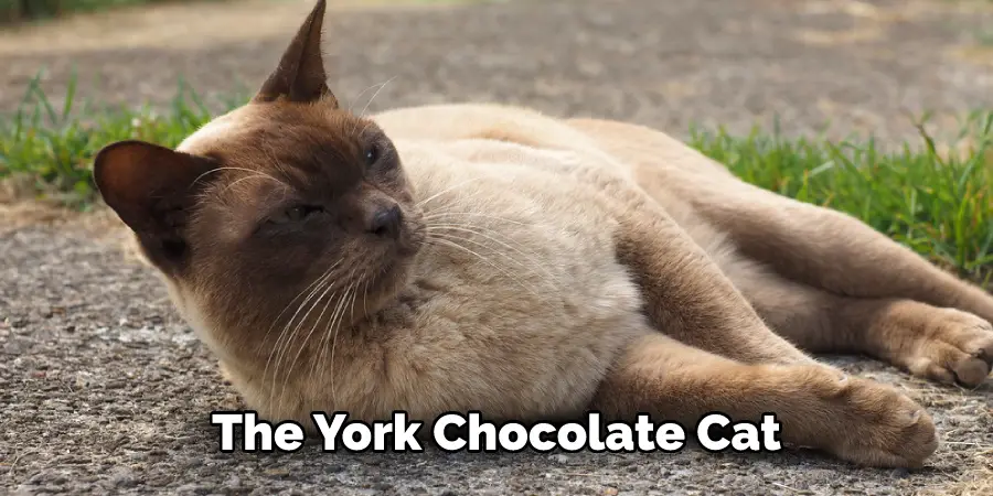 The York Chocolate Cat