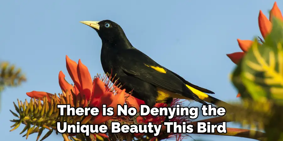 There is No Denying the Unique Beauty This Bird