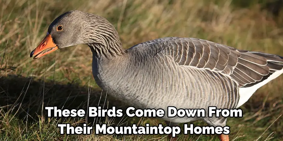  These Birds Come Down From Their Mountaintop Homes