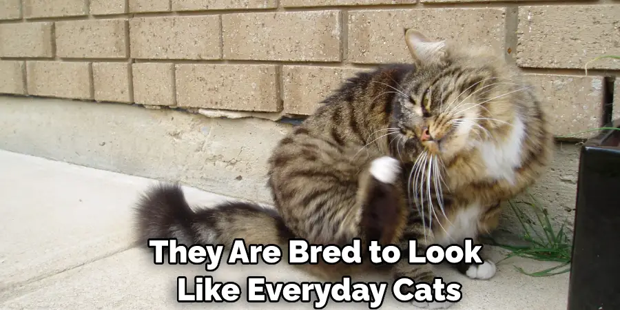 They Are Bred to Look Like Everyday Cats