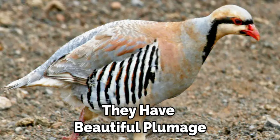 They Have Beautiful Plumage