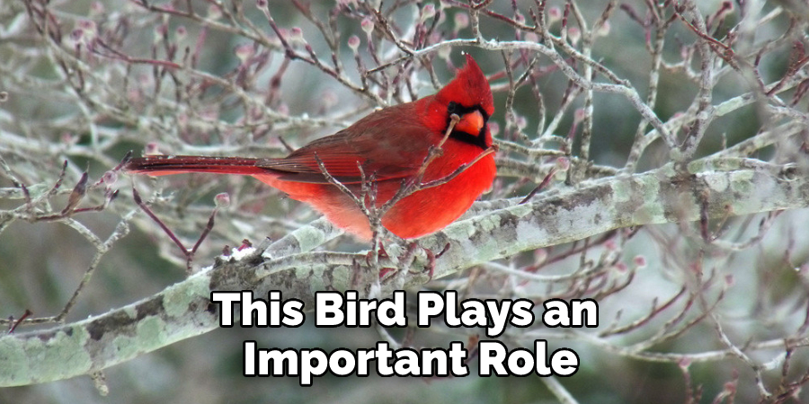 This Bird Plays an Important Role