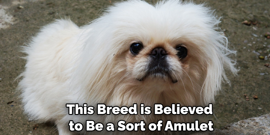 This Breed is Believed to Be a Sort of Amulet