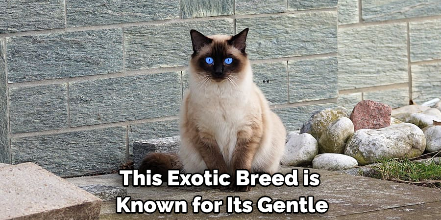 This Exotic Breed is Known for Its Gentle