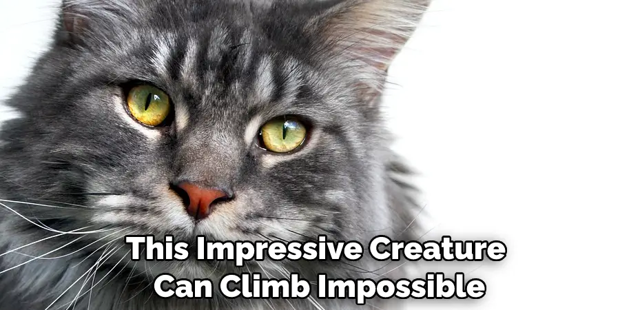 This Impressive Creature Can Climb Impossible