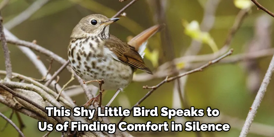 This Shy Little Bird Speaks to Us of Finding Comfort in Silence